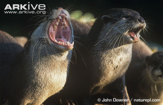 Illustration for article titled Monday Mustelid - Aonyx cinerea